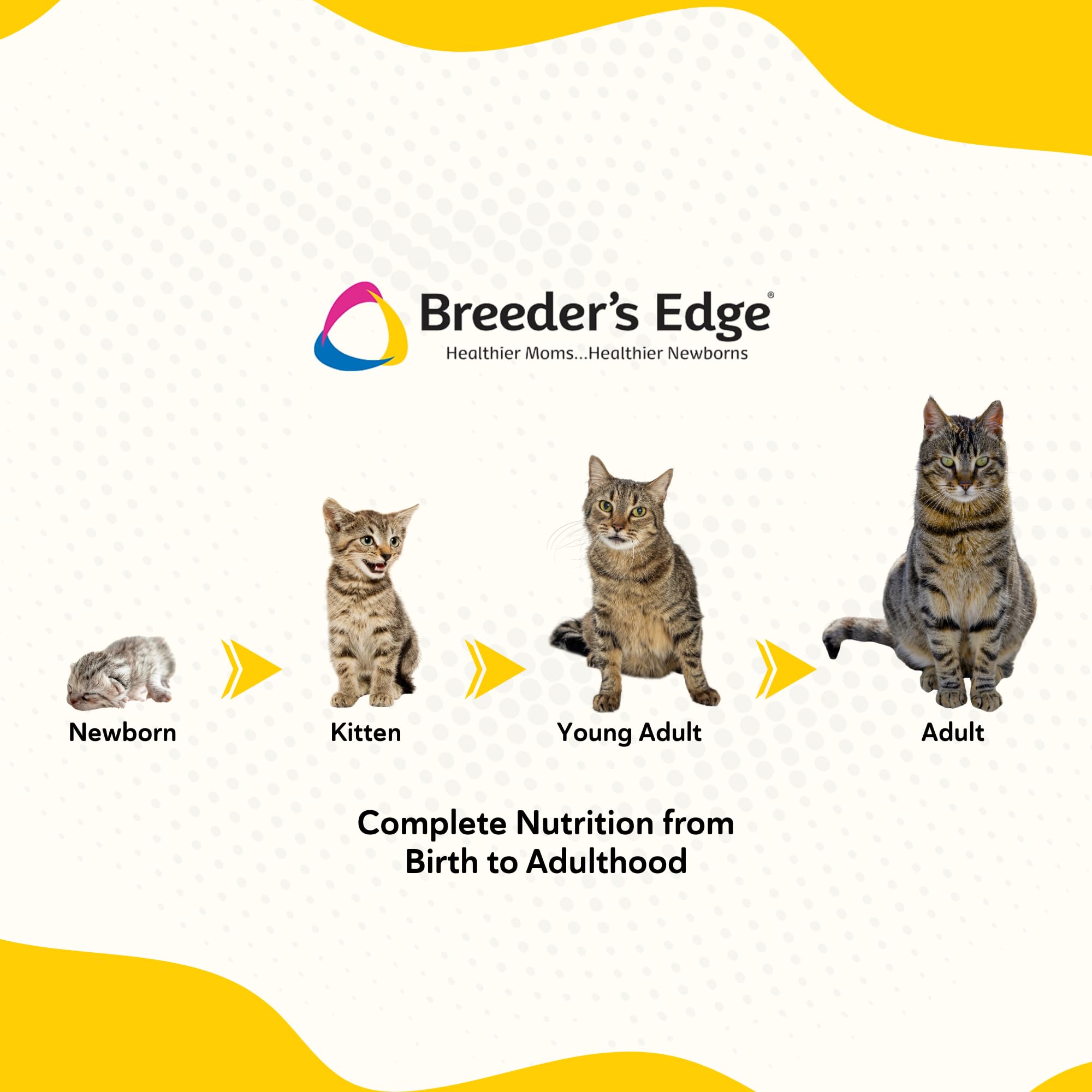Breeder's Edge Foster Care Feline digestivo suave que favorece la absorción