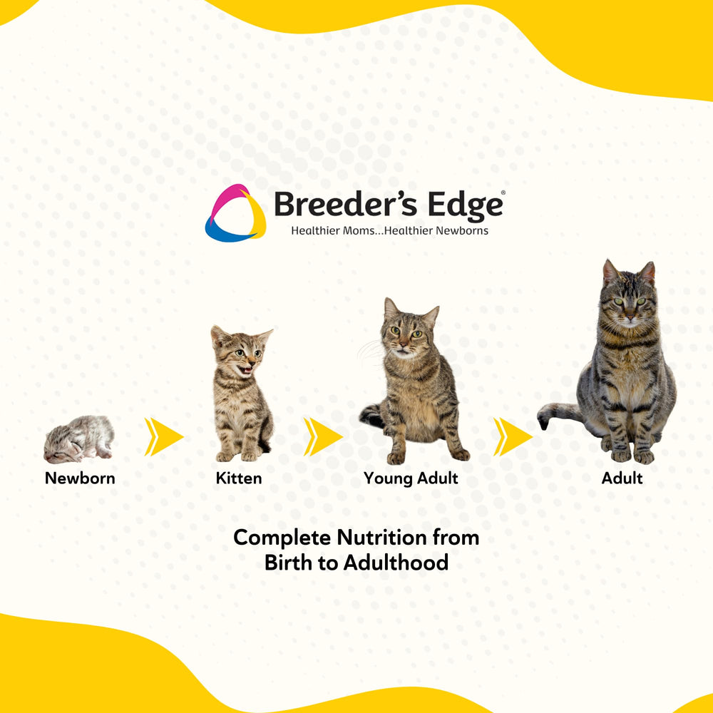 Breeder's Edge Foster Care Feline digestivo suave que favorece la absorción