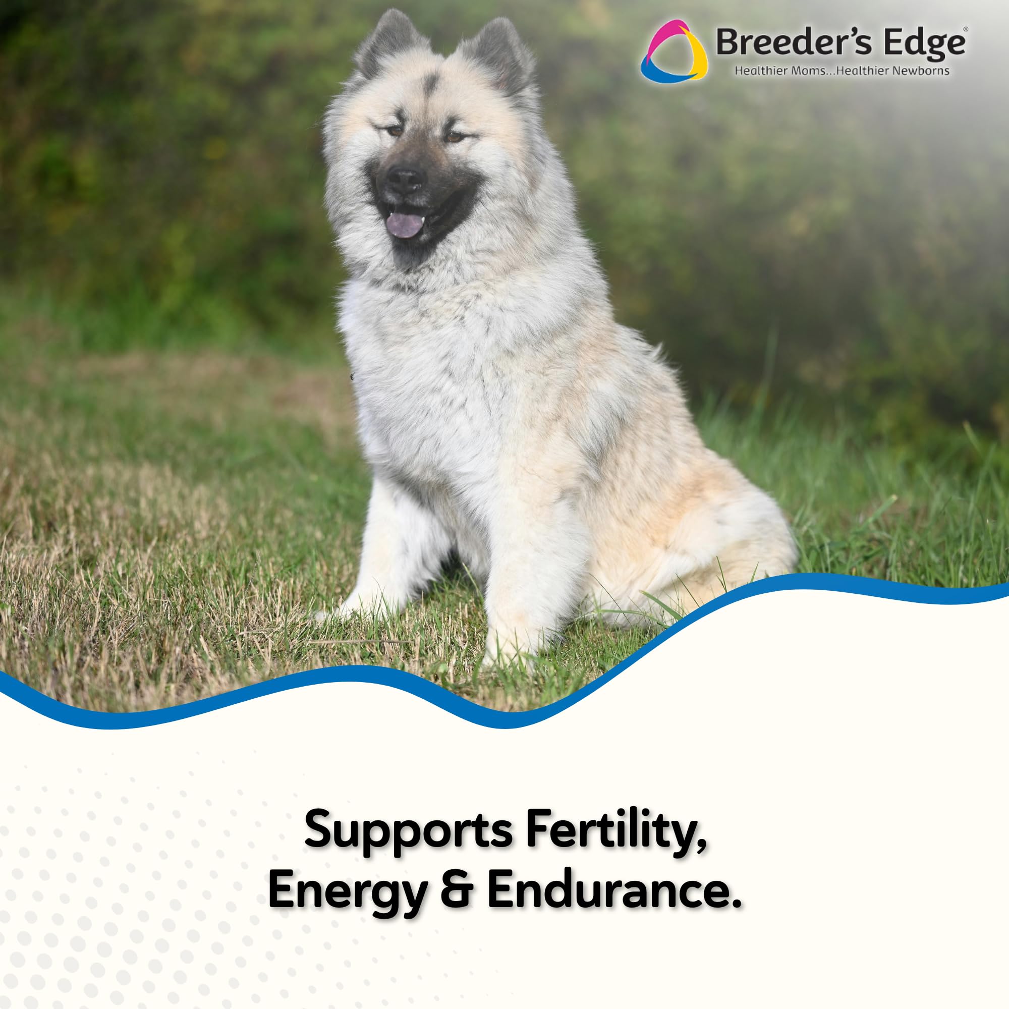 Breeders Edge Oxy Stud: dosis diaria para mantener vigor reproductivo