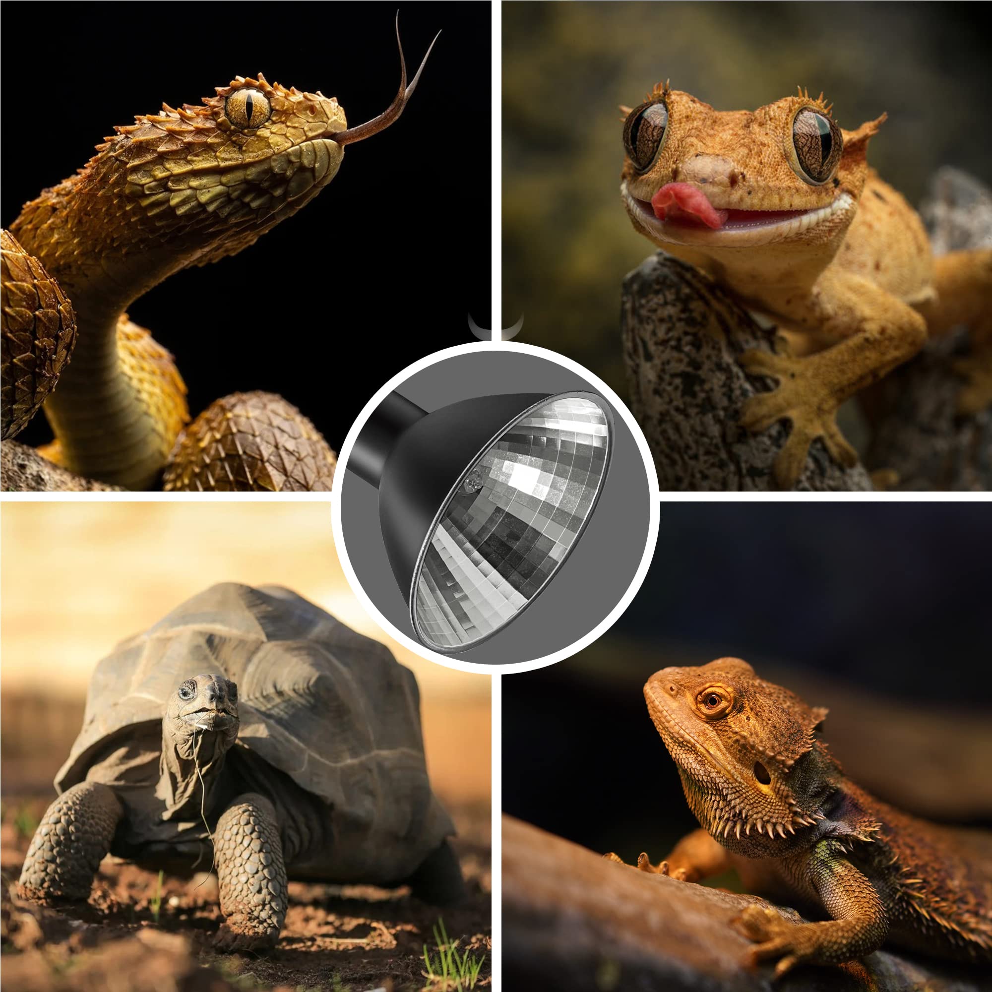 Kit Briignite con 4 bombillas G9 para reptiles, listo para usar.