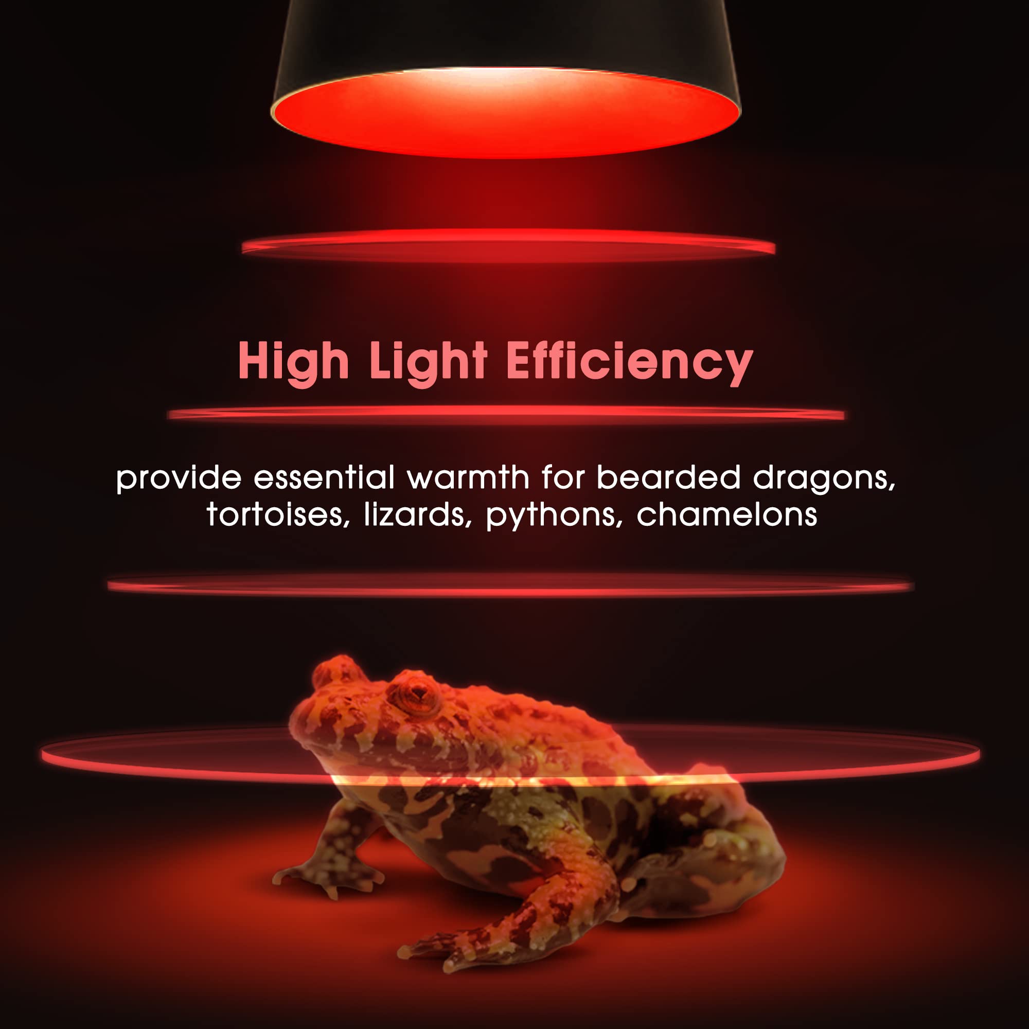 Soporte rápido de Briignite para resolver dudas sobre reptiles.