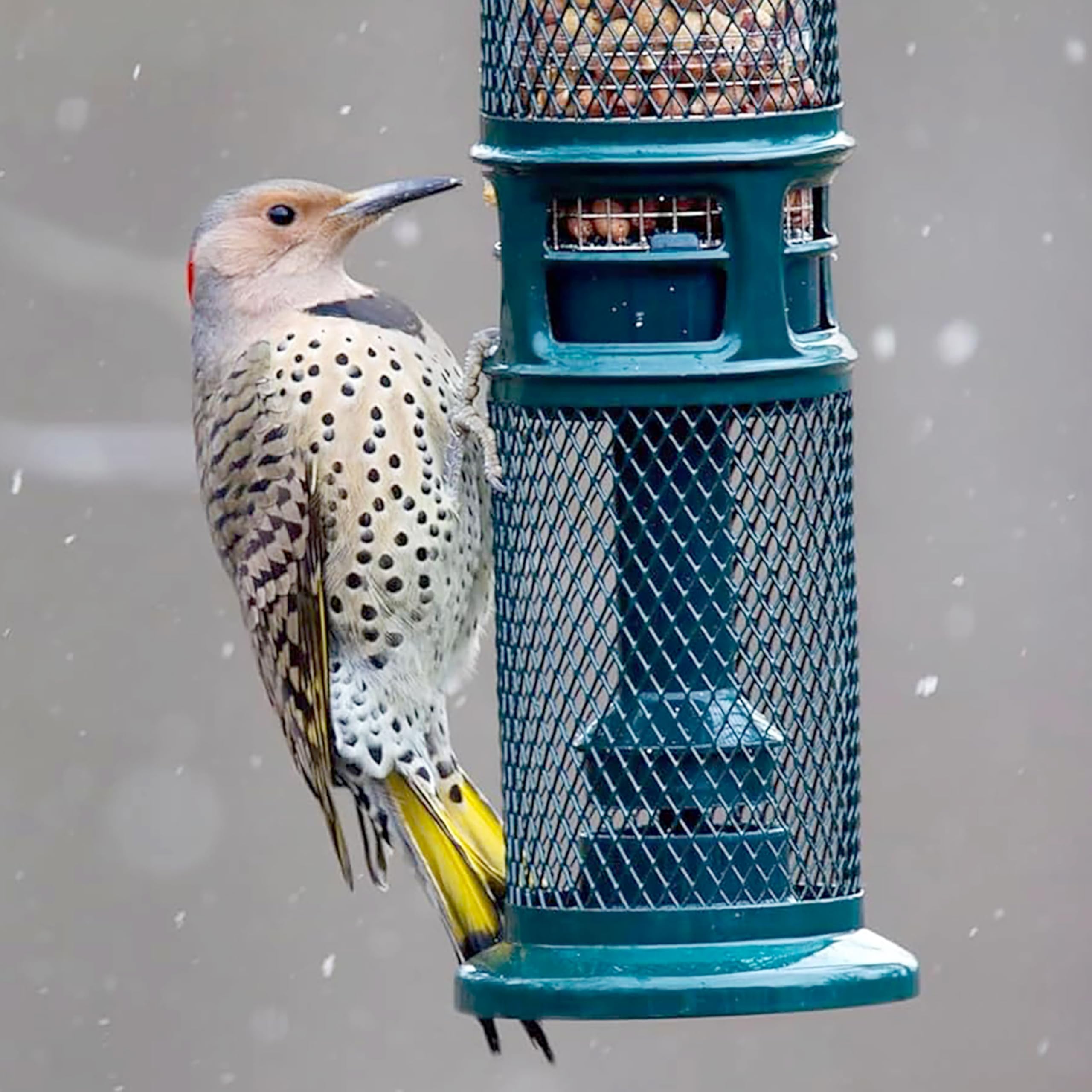 Brome Squirrel Buster Nut Feeder, aves visitando el alimentador al aire libre.