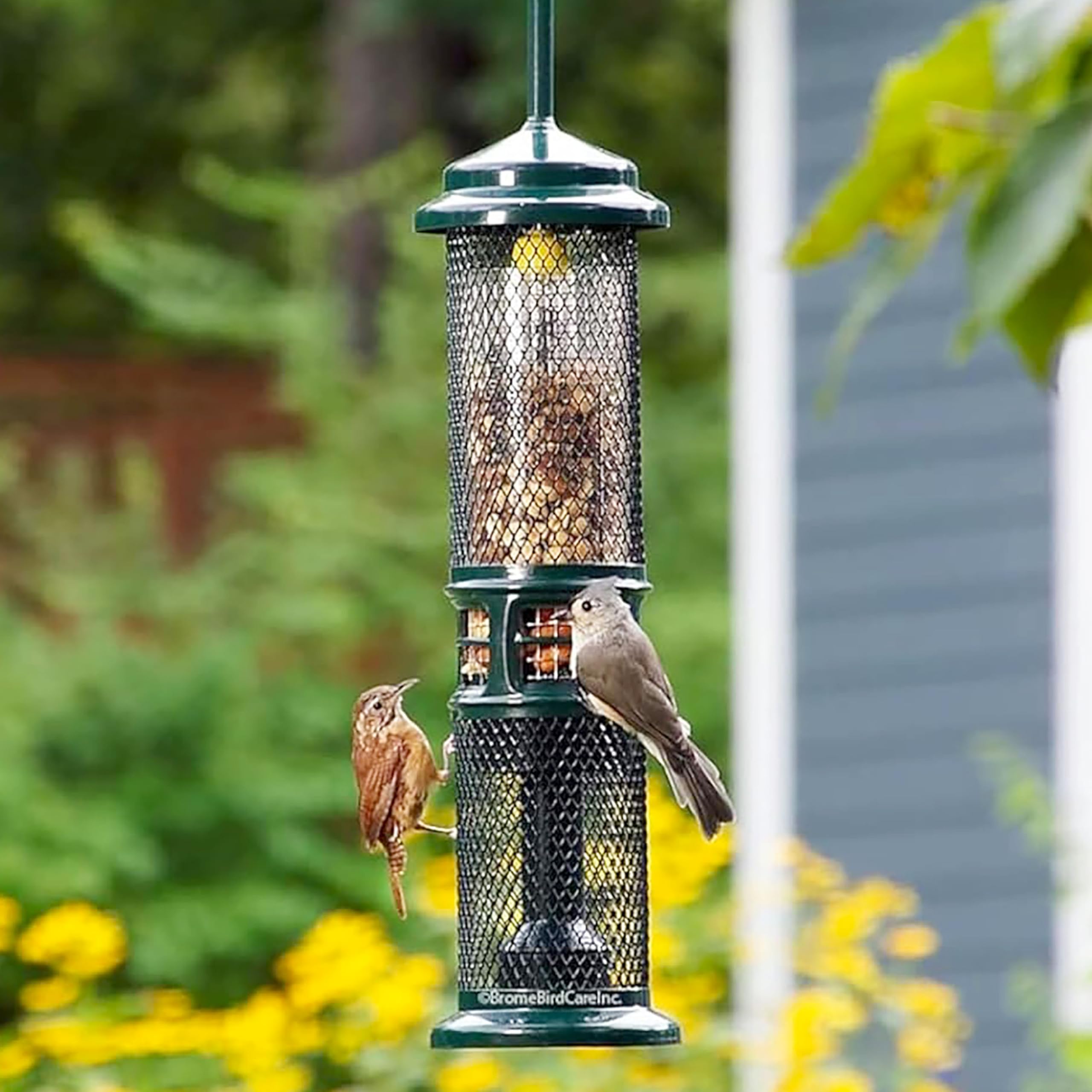 Brome Squirrel Buster Nut Feeder, nueces peladas y frutos secos, opción limpia para aves.