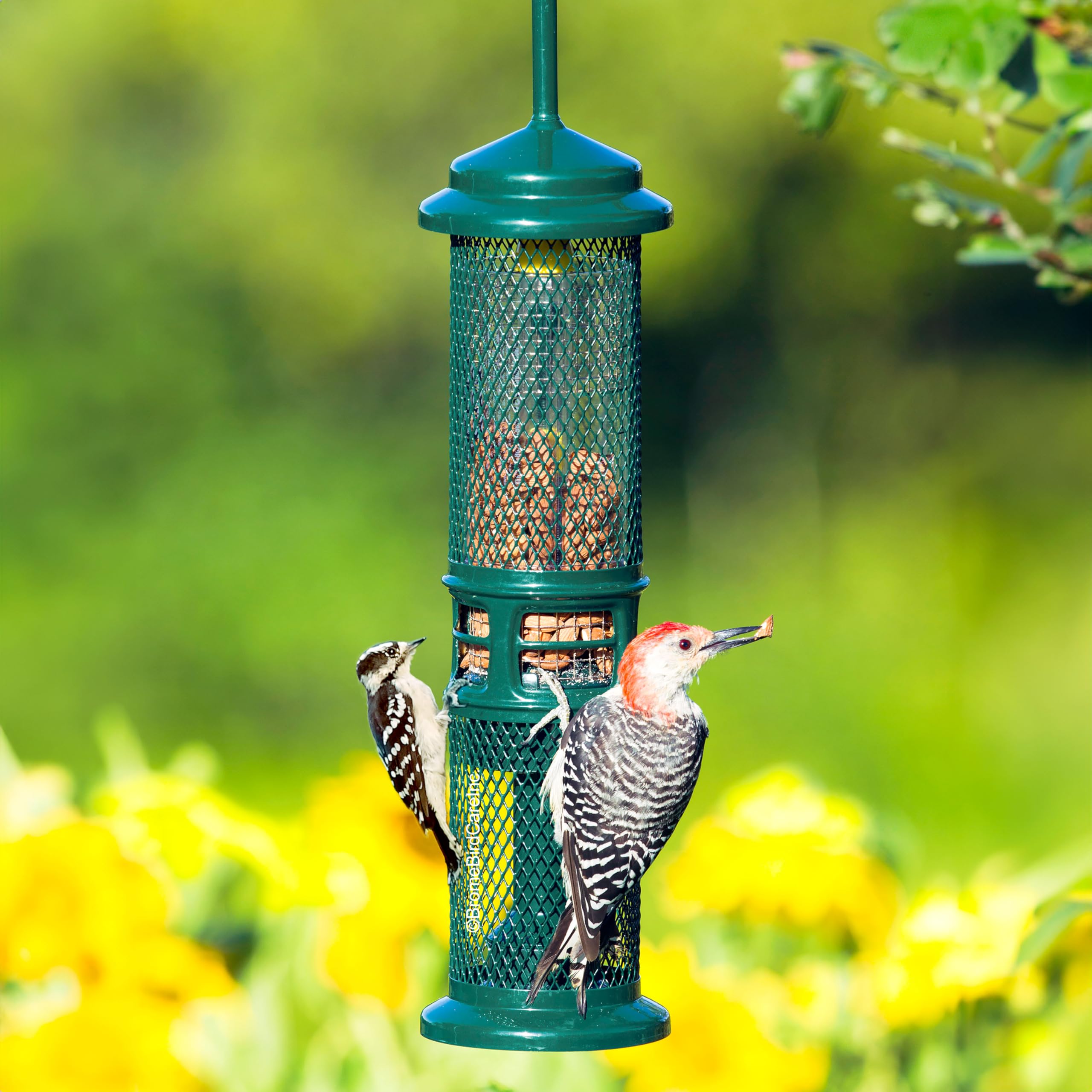Brome Squirrel Buster Nut Feeder, puertos de alimentación visibles, configuración del alimento para aves.