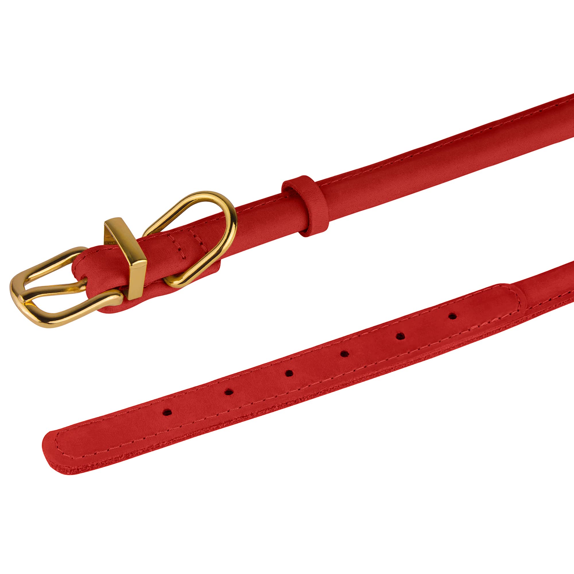 BronzeDog collar color turquesa, añade un toque distintivo