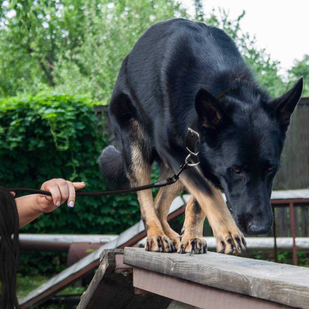 BronzeDog collar-entrenamiento, cierre rápido, fácil de usar durante sesiones de obediencia