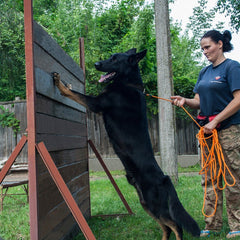 BRONZEDOG Collar con mosquetón de acero: resistente para entrenamiento intensivo.