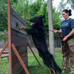 BronzeDog cuerda rosa para cachorros y perros pequeños en entrenamiento