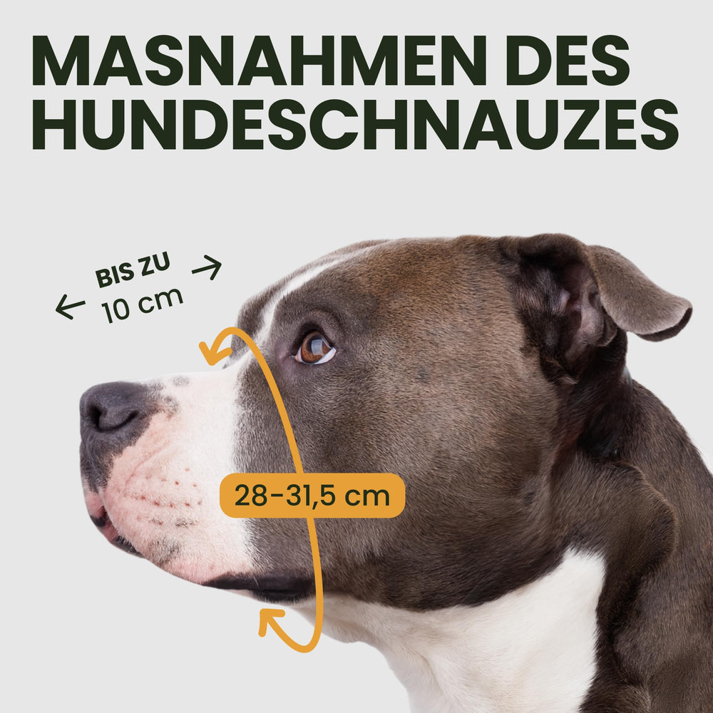 BRONZEDOG mordaza con correas de cuero ajustables para Pitbull