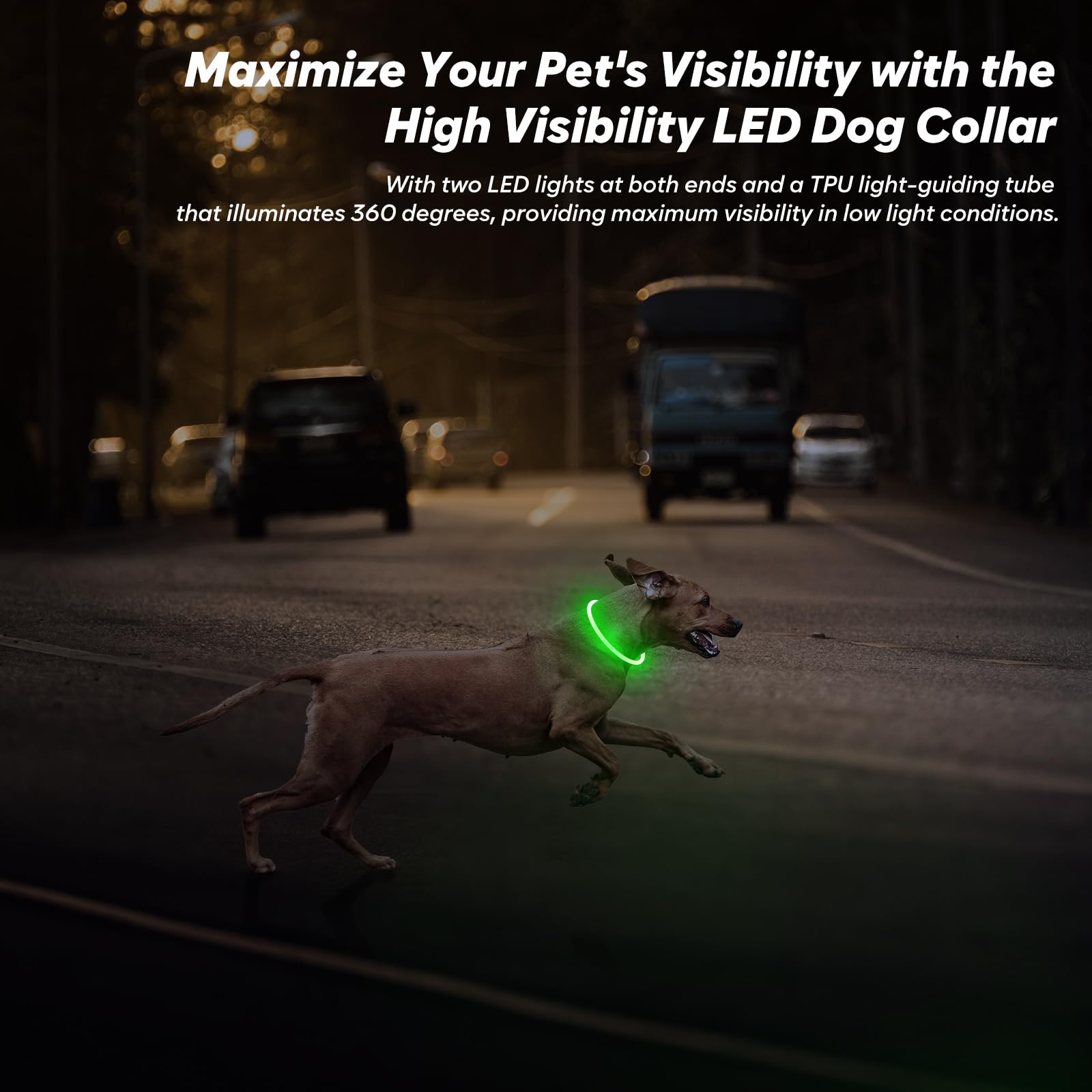 Collar BSEEN para paseos nocturnos, aumentando la seguridad de tu mascota.