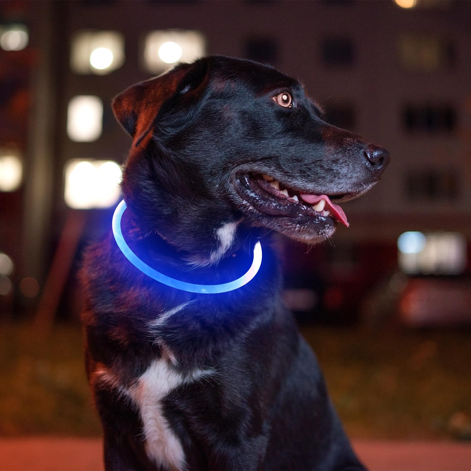 Collar BSEEN azul iluminado, tubo LED visible.