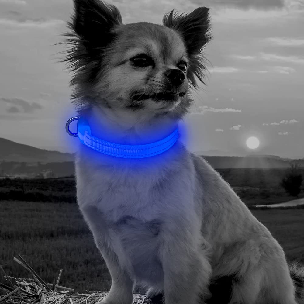 BSEEN Collar ideal para uso diario, paseos seguros en la oscuridad.