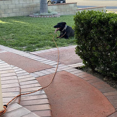 BTINESFUL cuerda tie-out 12ft, gran visibilidad para localizar al perro.