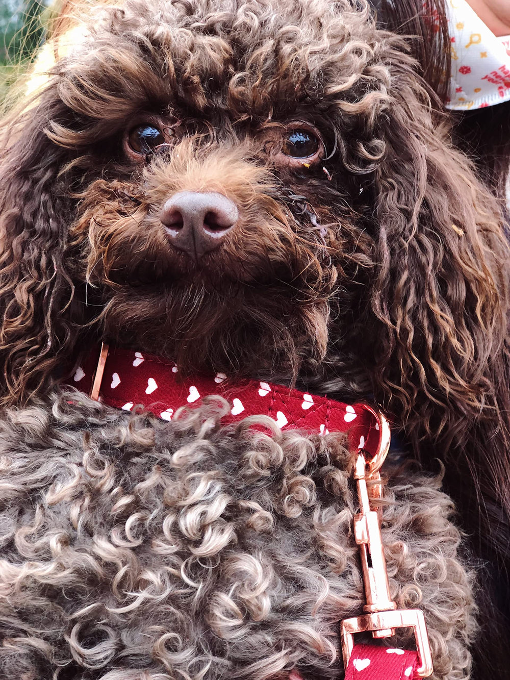 Bubblepup collar en uso con perro, estilo y confort.