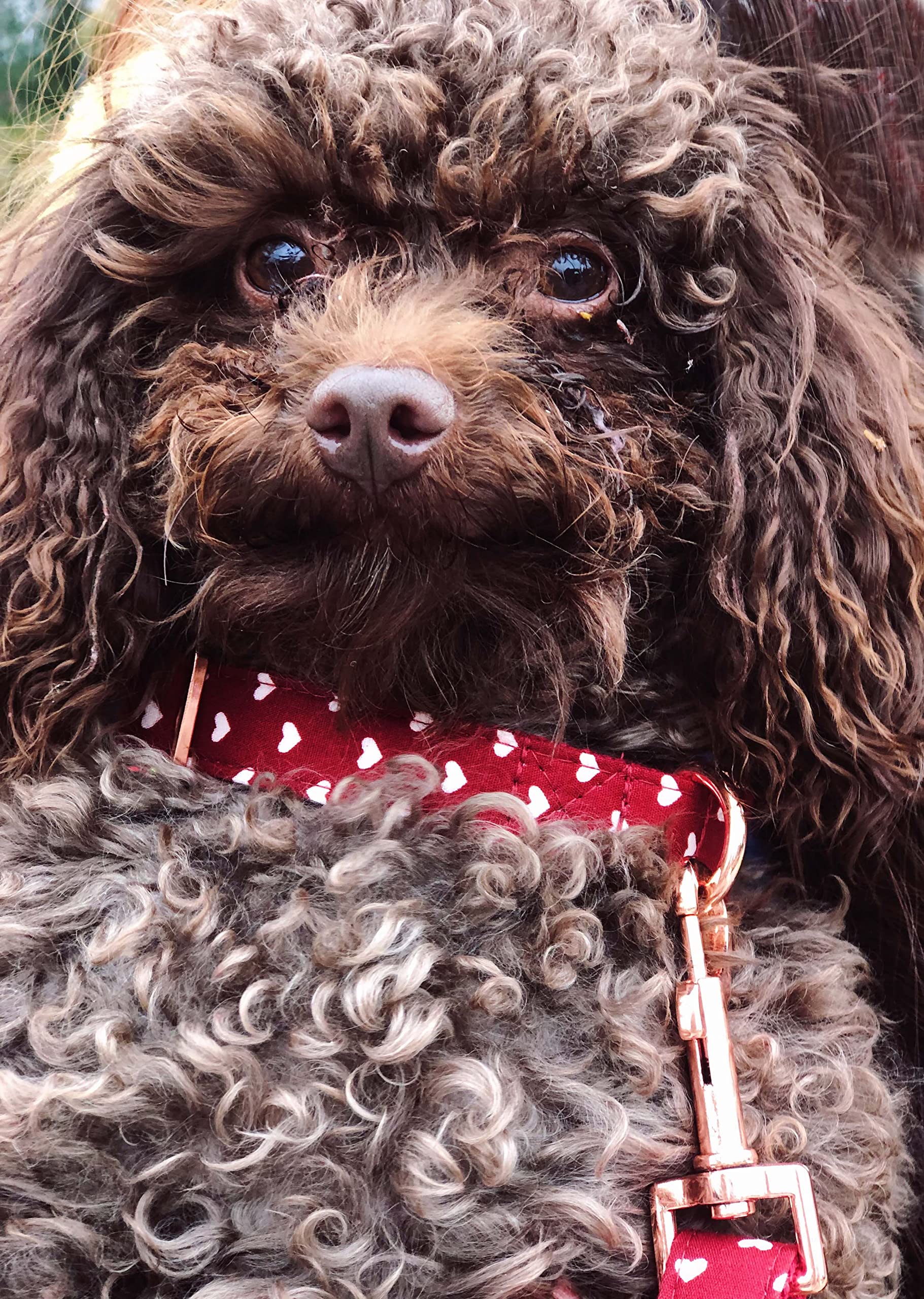 Bubblepup collar con diseño estilizado para diversas ocasiones.