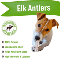 Buck Bone Organics asta de alce natural para perros, ayuda a limpieza dental