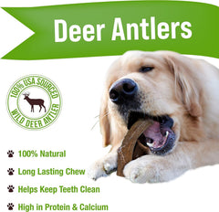 Buck Bone Organics limpieza dental natural con masticación de cuerno de ciervo.