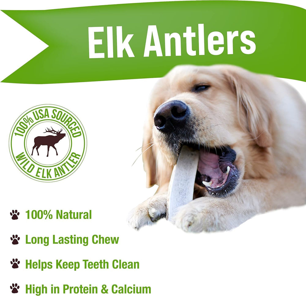 Buck Bone Organics: perro masticando asta de alce grande, masticación prolongada para perros activos.