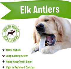 Buck Bone Organics: perro masticando asta de alce grande, masticación prolongada para perros activos.