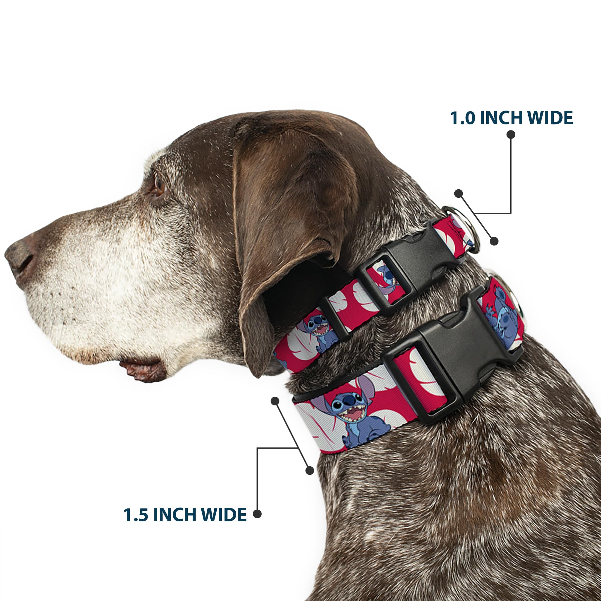 Collar Buckle-Down con anilla en D firme y resistente