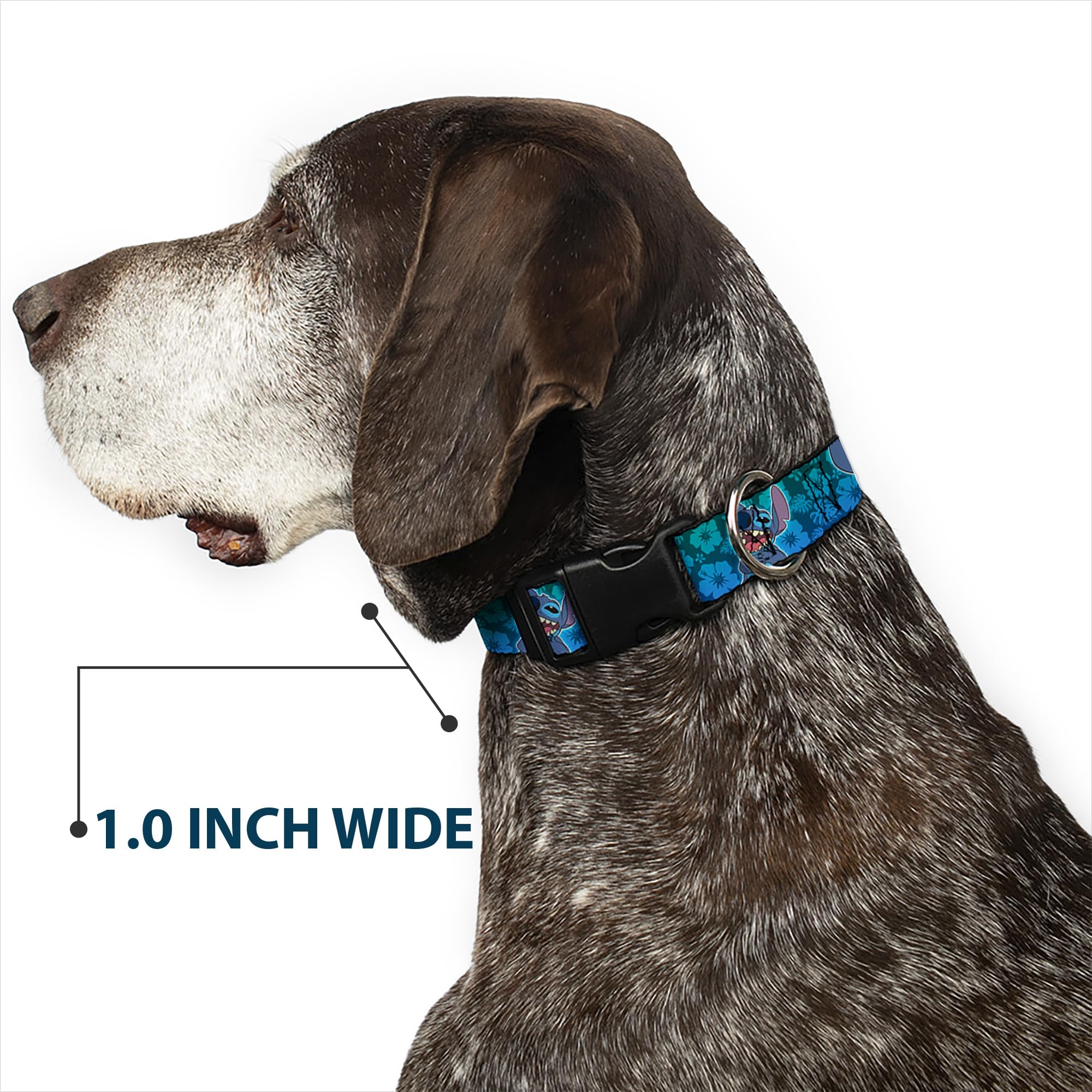 Buckle-Down collar con rango de cuello 8-12 pulgadas para ajuste cómodo.