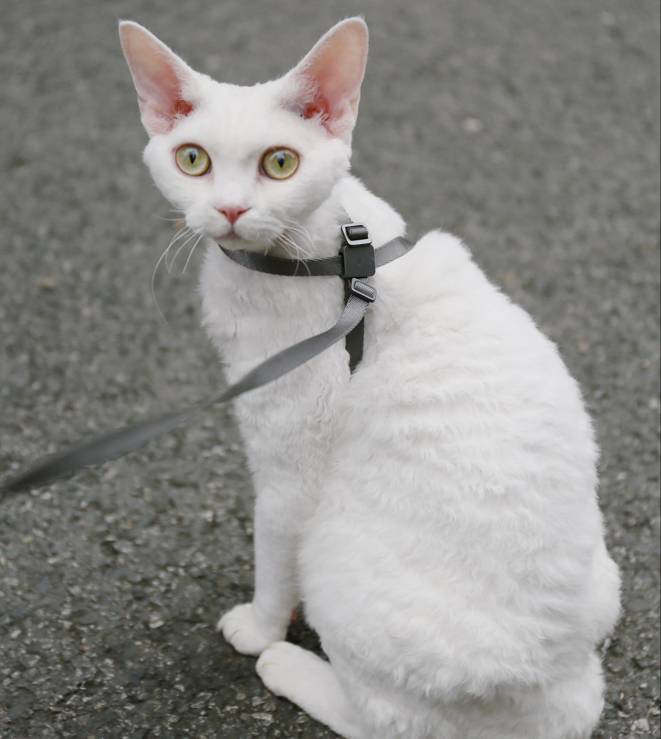 Arnés de BuddyArmor premiado IDA, calidad reconocida para seguridad del gato.