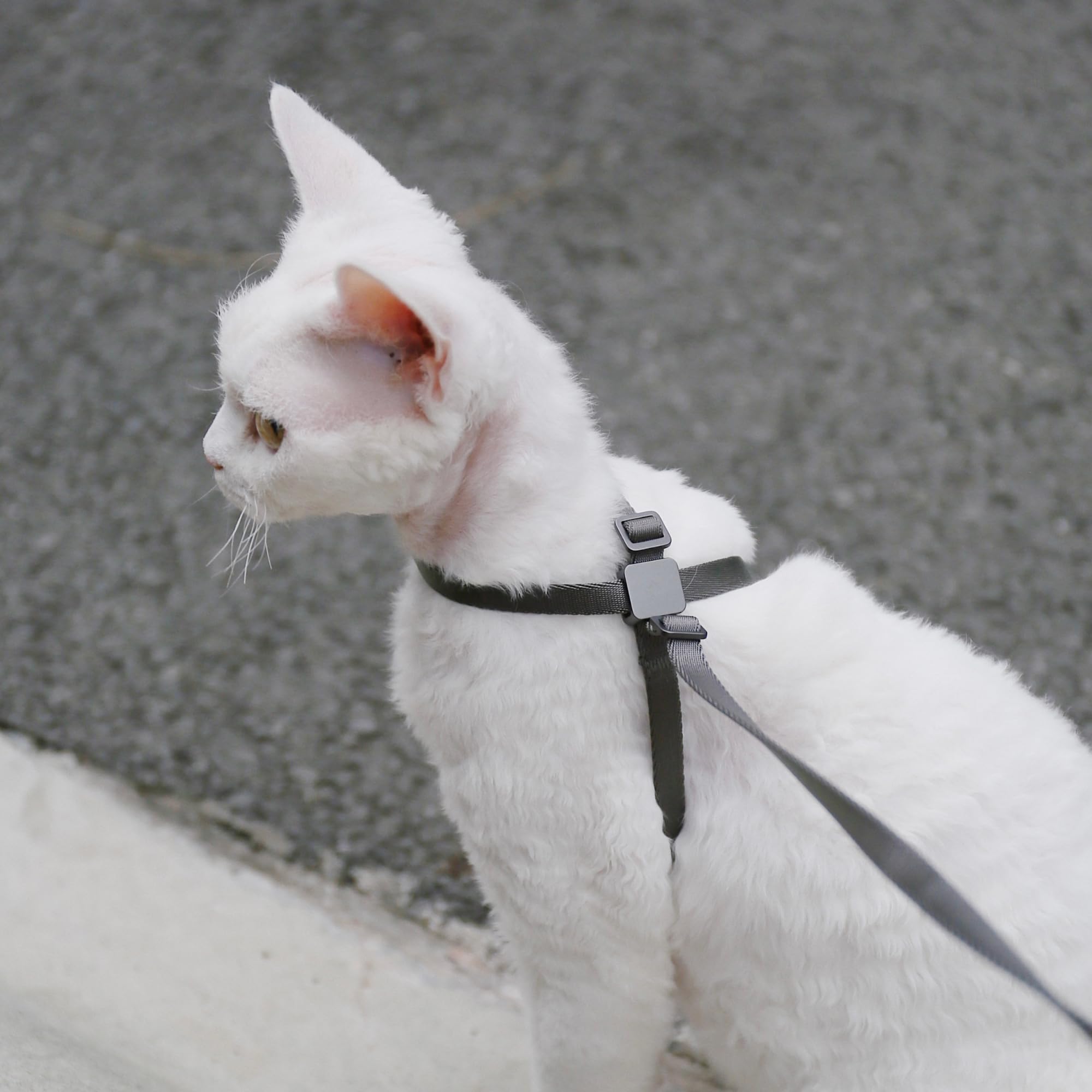 Arnés BuddyArmor con tallas variadas para gatos de todos tamaños.