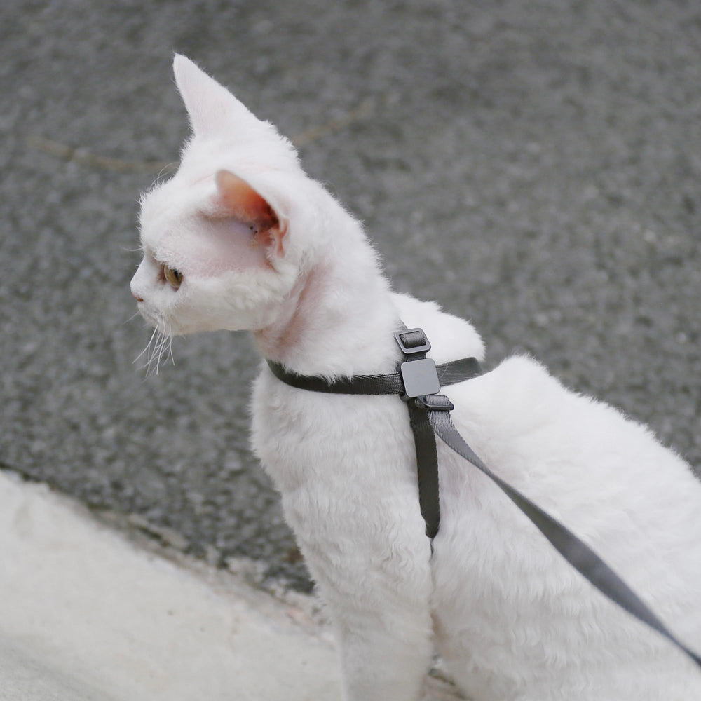 Arnés BuddyArmor con tallas variadas para gatos de todos tamaños.