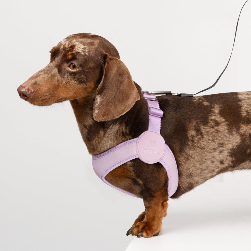 BuddyArmor arnés ideal para uso diario y paseos sin molestias