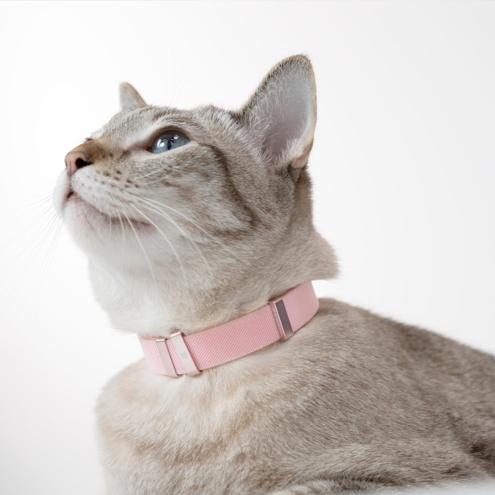 Diseño minimalista de BuddyArmor para gatos con estilo discreto.