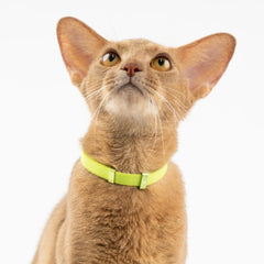 Collar BuddyArmor ligero para gato, cómodo para uso diario.