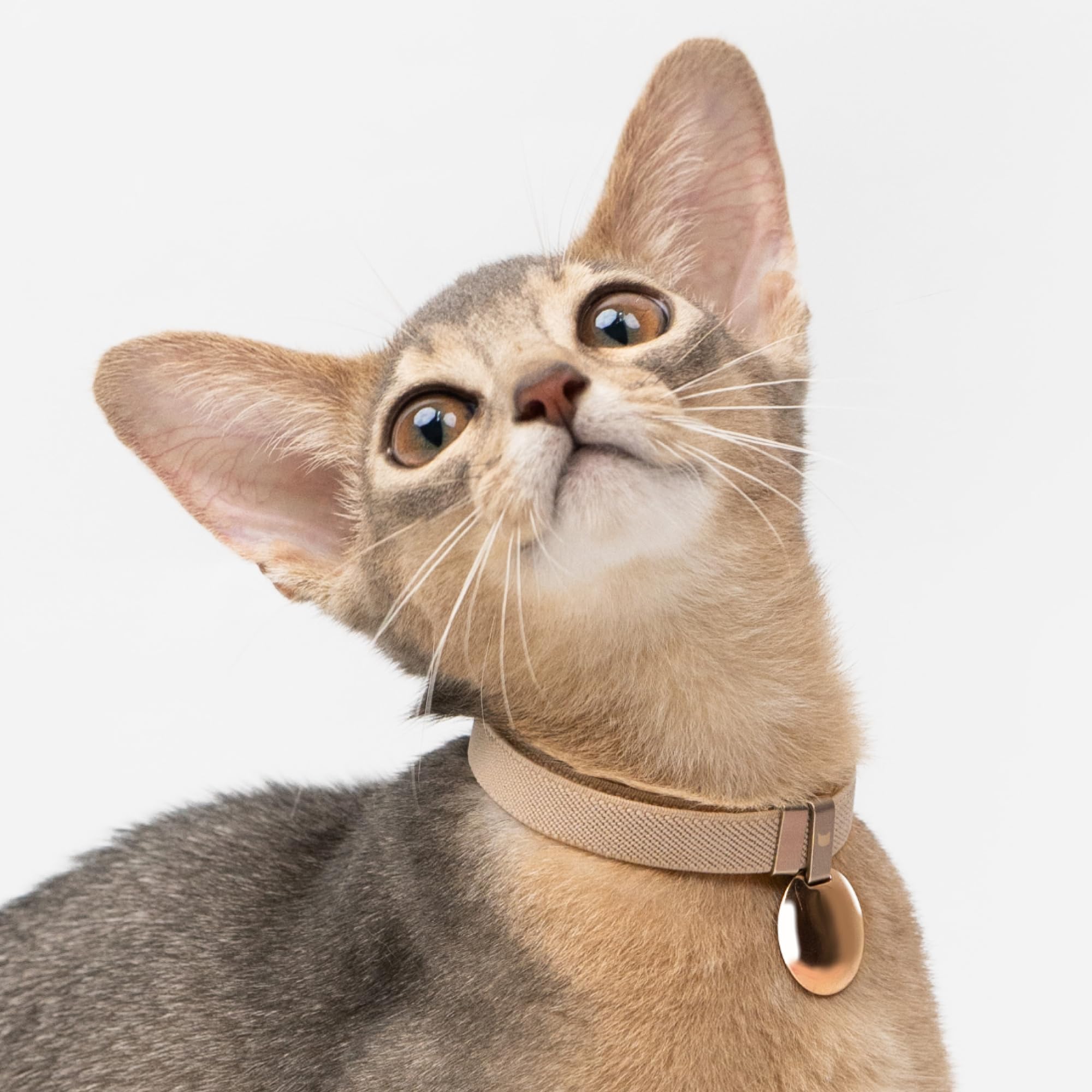 Ajuste para todos los tamaños de gato con collar BuddyArmor.