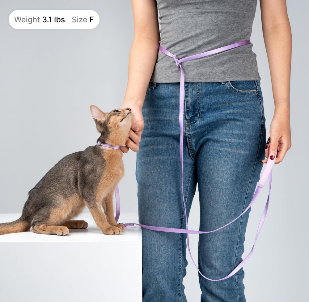Correa BuddyArmor gato con manejo ergonómico para la mano