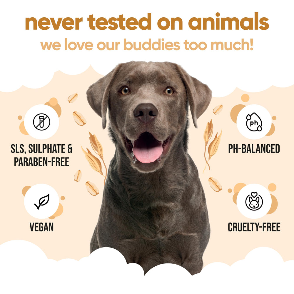 Perro tras baño con Buddycare, pelaje limpio y piel cómoda.