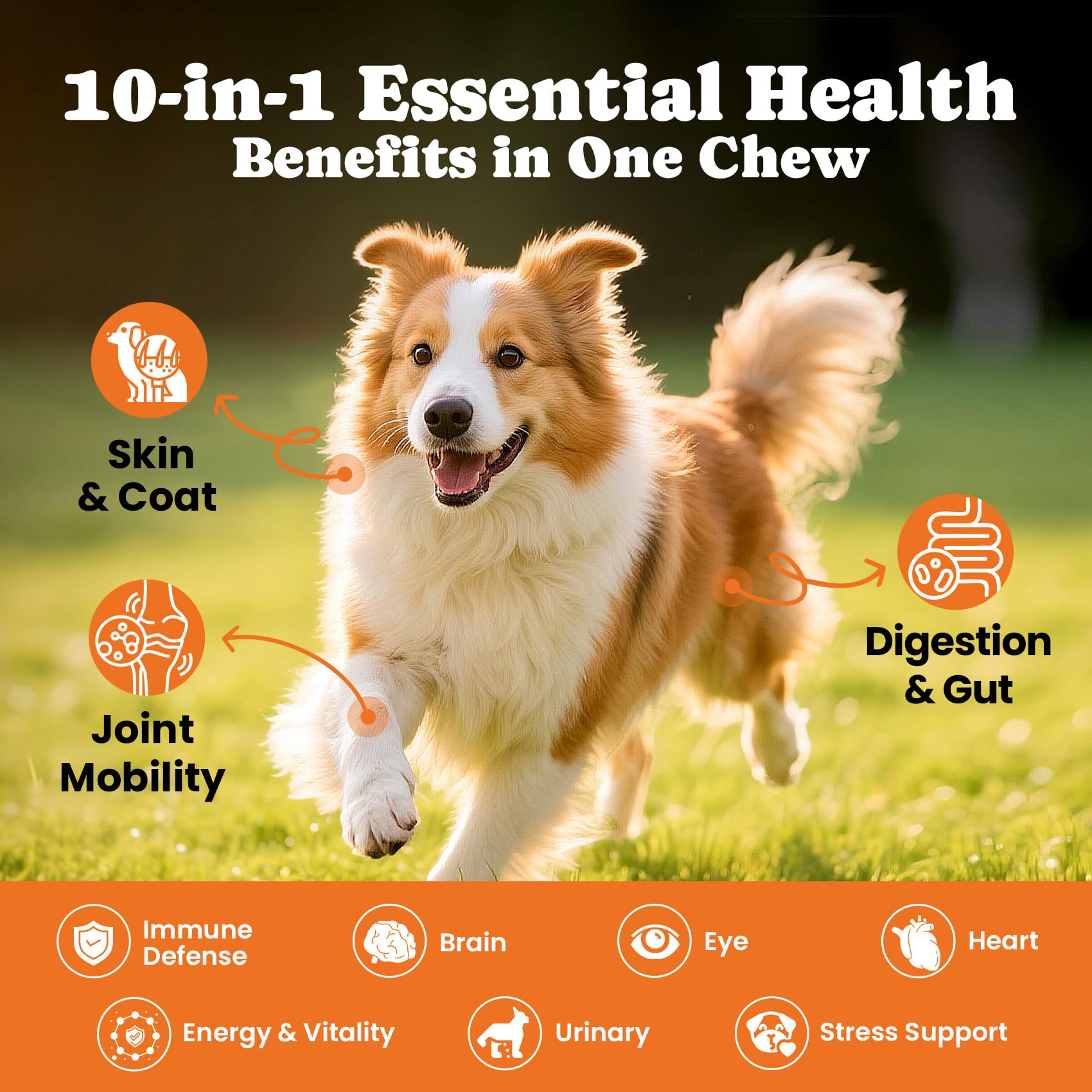  BuddyCheer: suplemento para articulaciones de perro, gomitas masticables que favorecen flexibilidad.