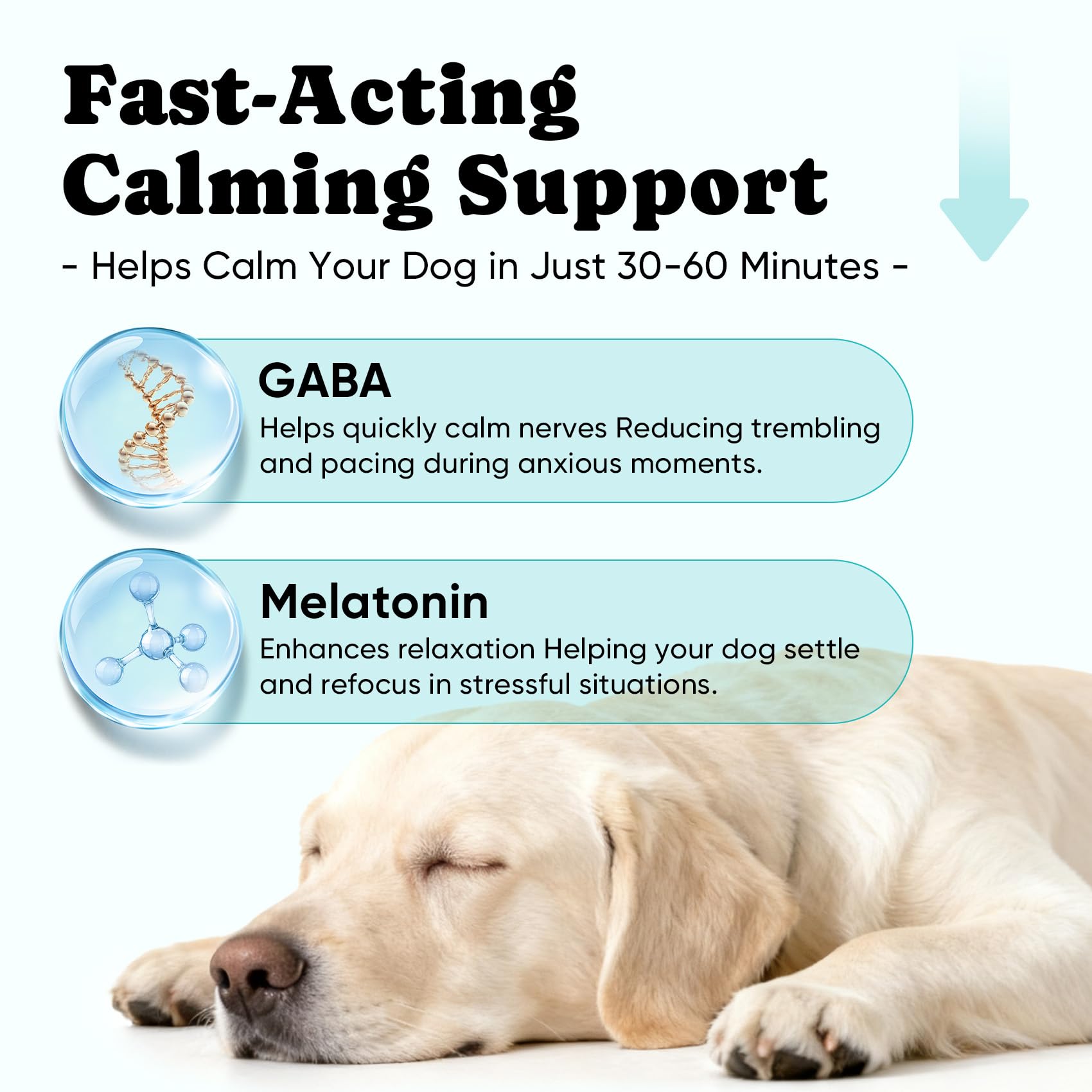 Perro relajado tras usar BuddyCheer para momentos de estrés.