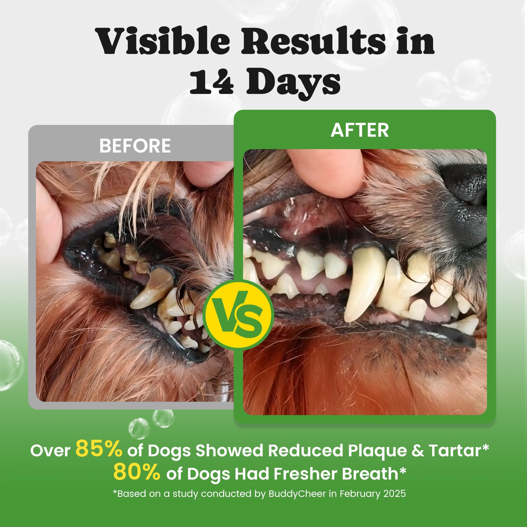 BuddyCheer polvo dental para perros con enzimas y algas para limpieza suave