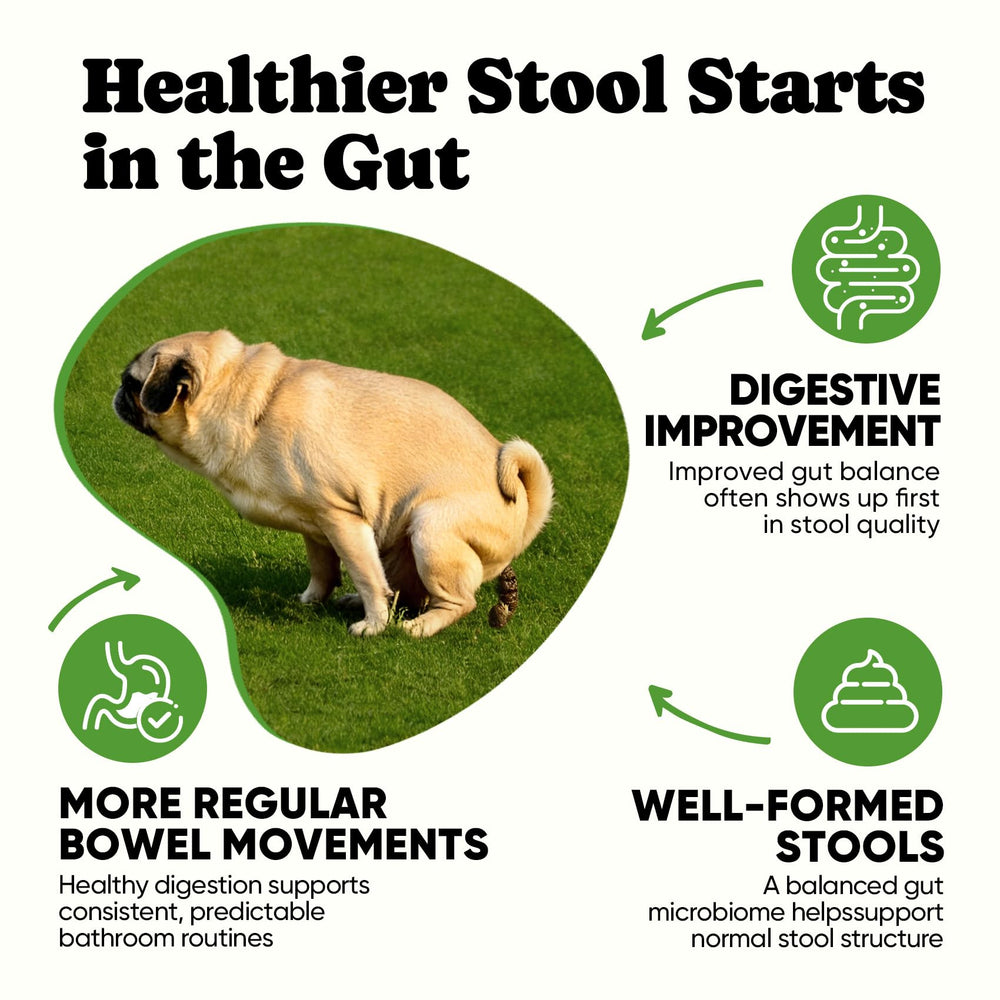 BuddyCheer Probióticos para perros: reducción de gas y malestar digestivo.