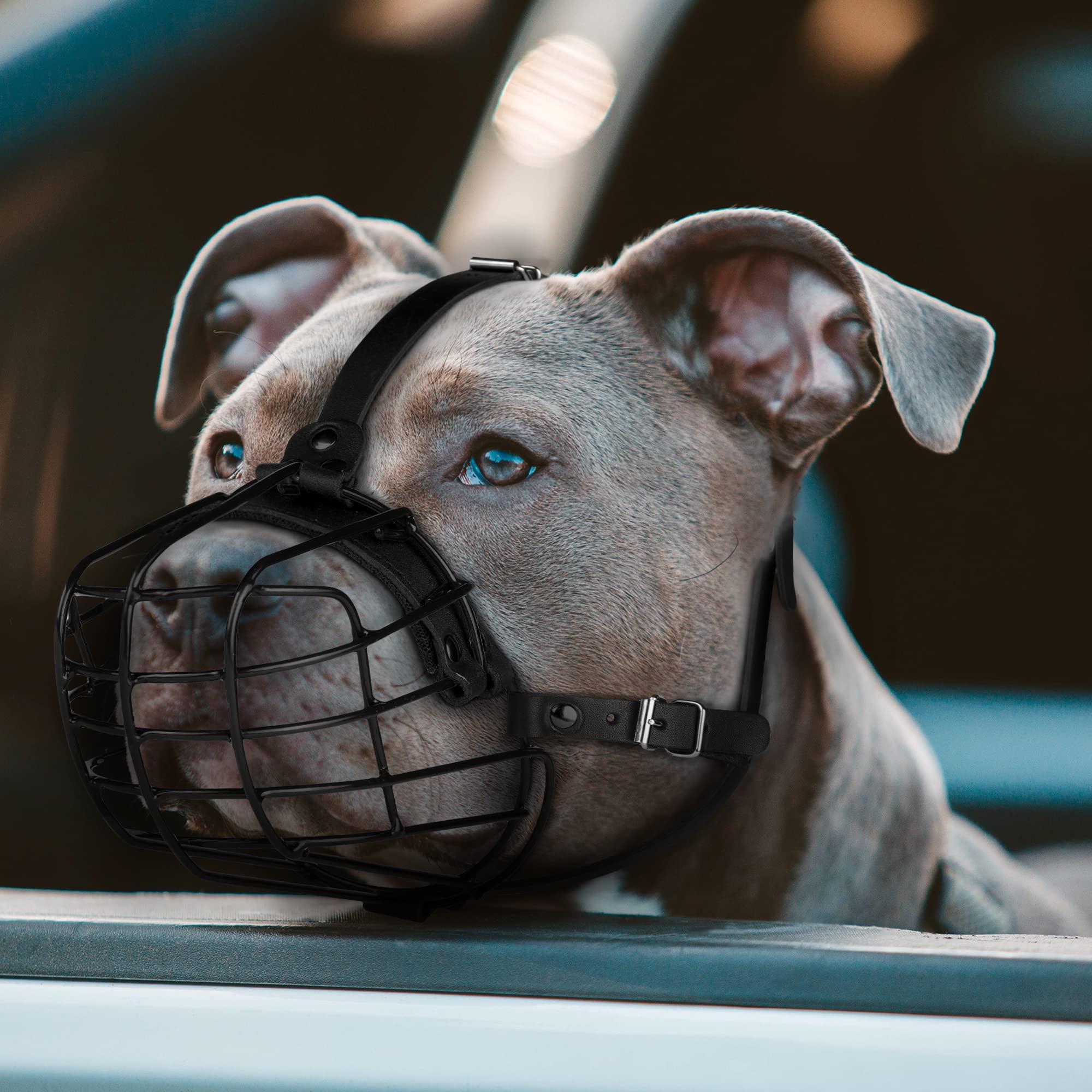 Correas de cuero Budkas en morado para bozal de pitbull, personalización sutil.