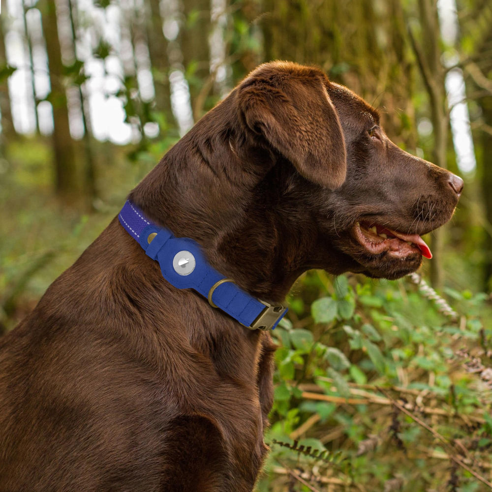 Collar Budkas pensado para uso diario en paseos y juego.