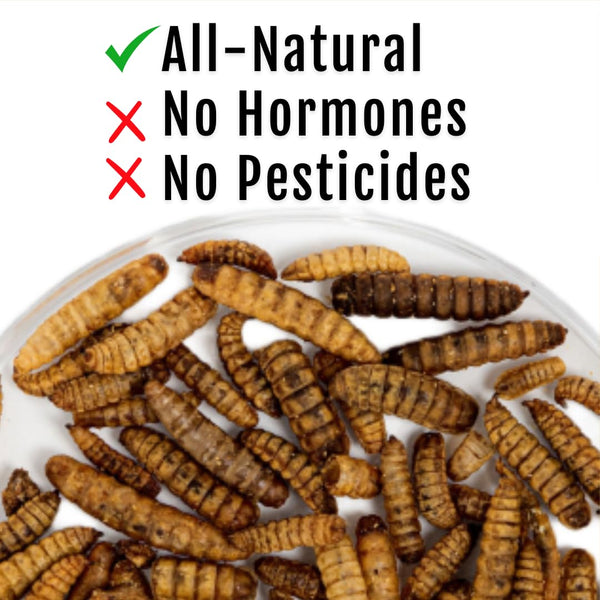 Buff Clucks GrubFuel, larvas secas en tazón para un tentempié nutritivo.