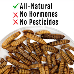 Buff Clucks GrubFuel, larvas secas en tazón para un tentempié nutritivo.