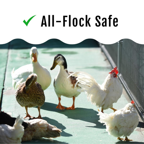 Buff Clucks GrubFuel, apoyo natural para la salud de las aves.