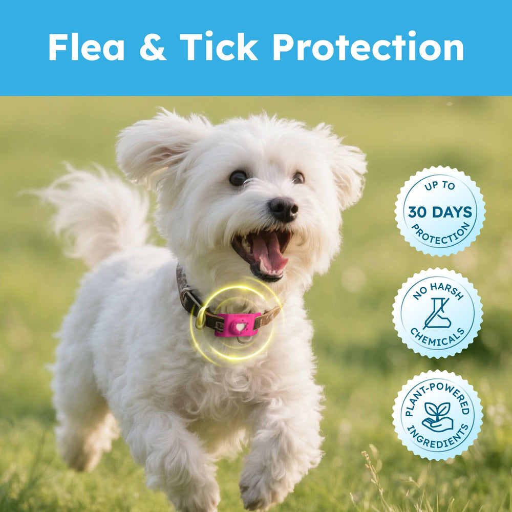 BugMD Paw Guardian diseño ligero para uso diario cómodo.