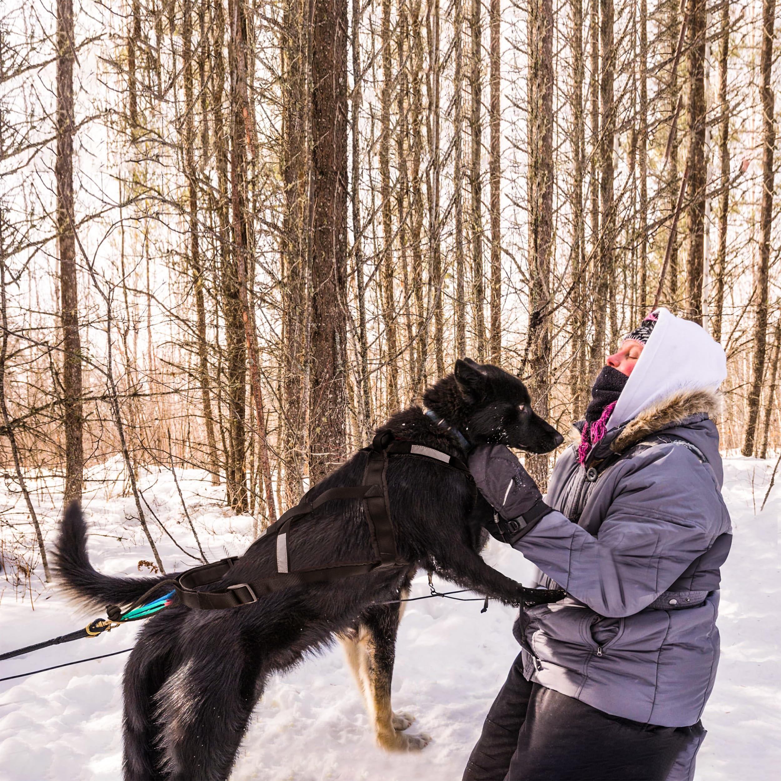 BuleVina arnés mushing para trineo, trekking y canicross.