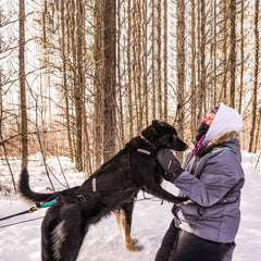 BuleVina arnés mushing para trineo, trekking y canicross.