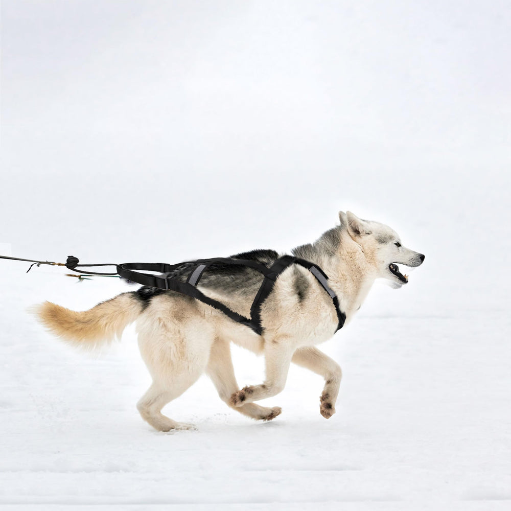 BuleVina arnés multi deportivo para husky y perros similares.