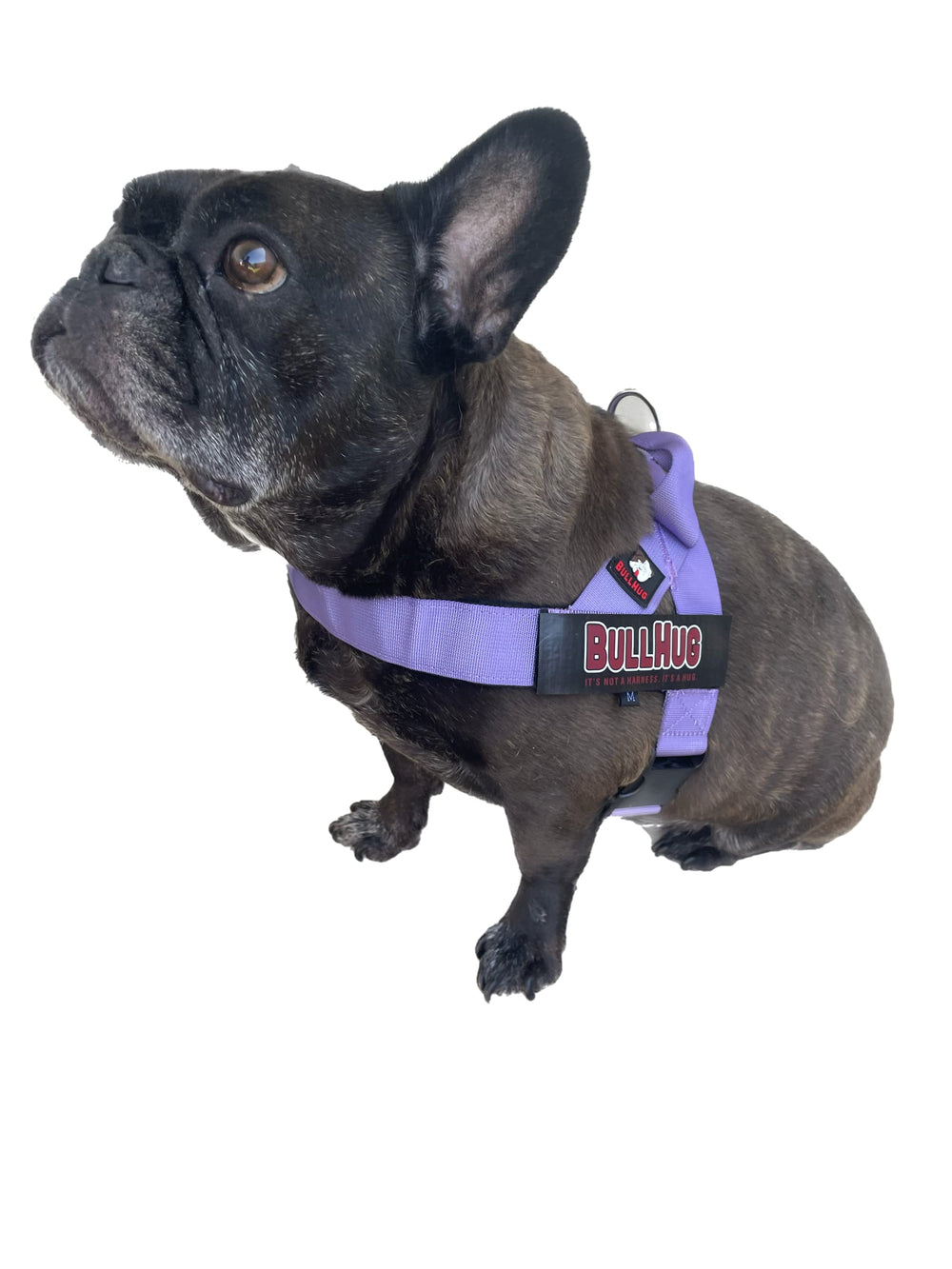BullHug color morado para estilo distinguido.