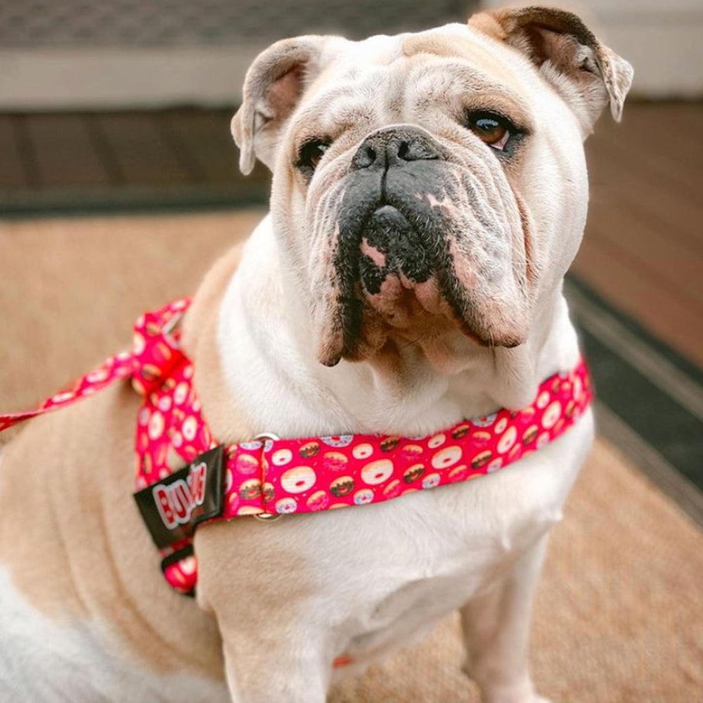 BullHug para Bulldog Inglés y Bulldog Francés, ideal para caminatas diarias.