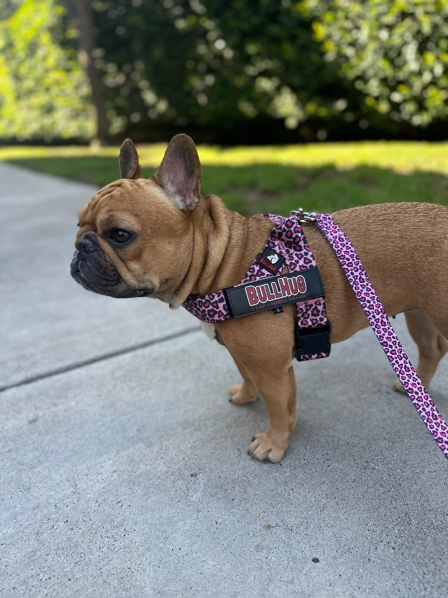 BullHug arnés para caminatas diarias, ideal para perros de pecho ancho.